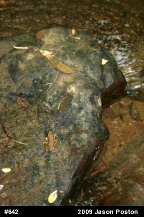 Green Frog
