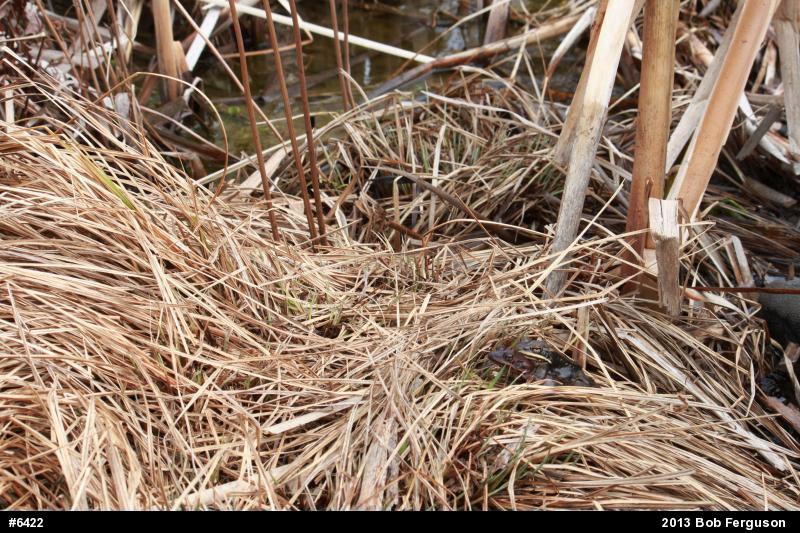 Wood Frog