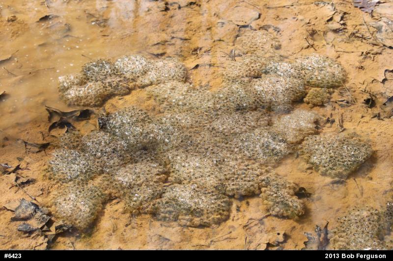 Wood Frog