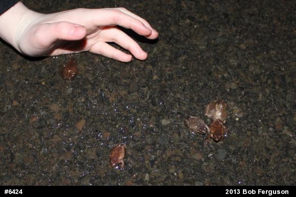 Spring Peeper