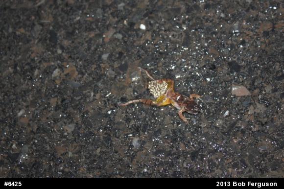 Spring Peeper