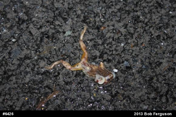 Spring Peeper