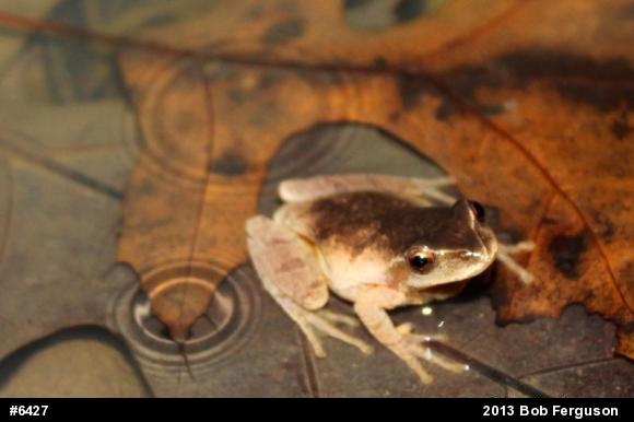 Spring Peeper
