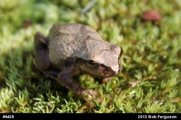 Spring Peeper