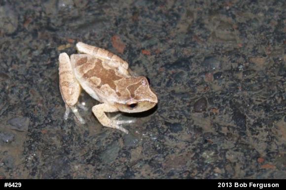 Spring Peeper