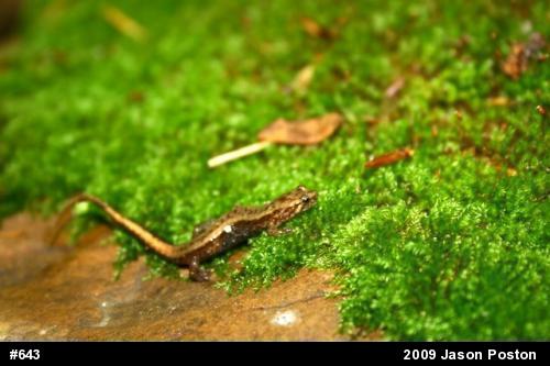 Allegheny Mountain Dusky Salamander