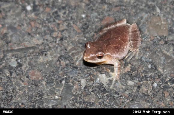 Spring Peeper