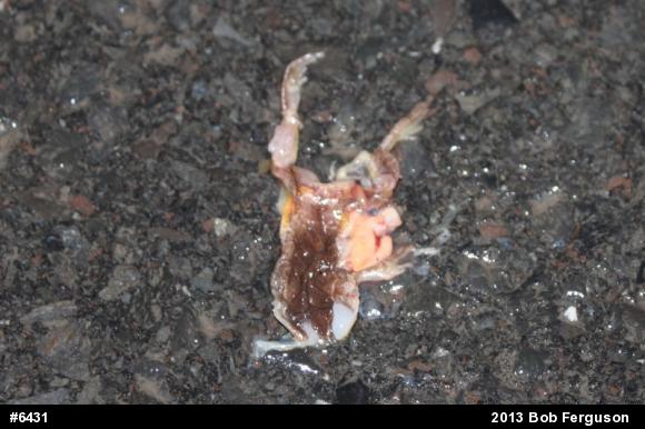Chorus Frogs
