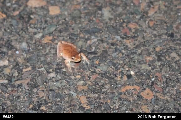 Spring Peeper