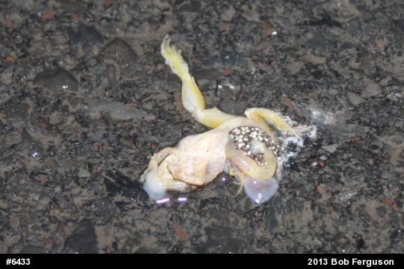 Spring Peeper