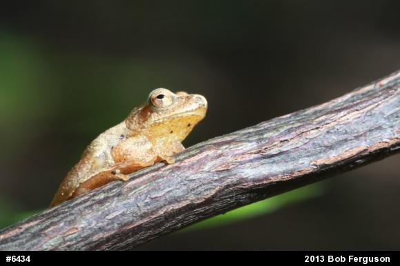 Spring Peeper