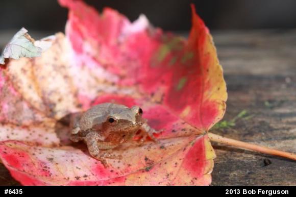 Spring Peeper