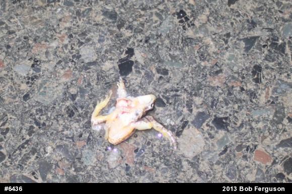 Chorus Frogs