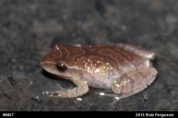 Spring Peeper