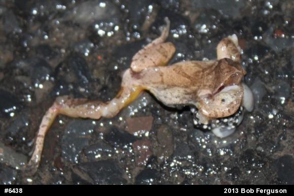 Spring Peeper