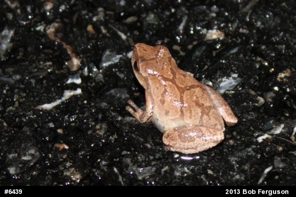 Spring Peeper