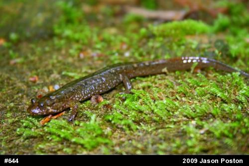 Seal Salamander