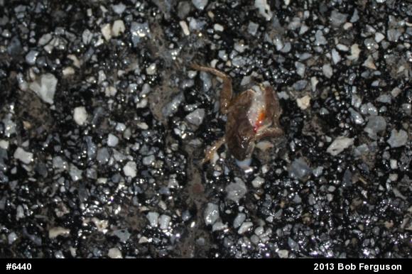 Spring Peeper
