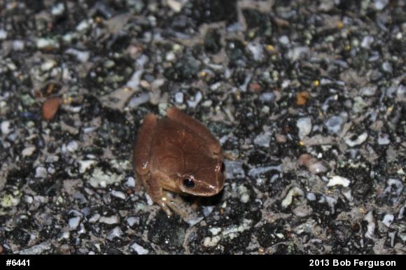 Spring Peeper