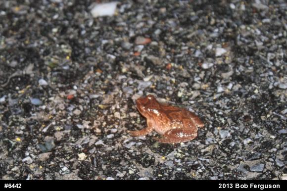 Spring Peeper