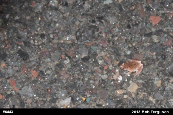 Spring Peeper