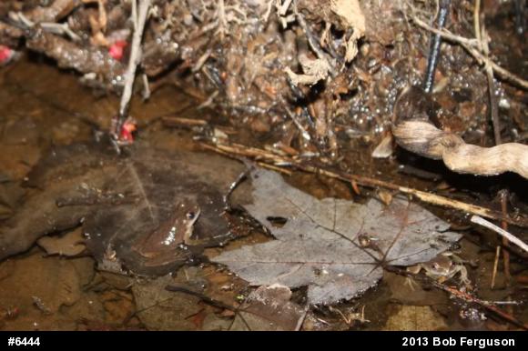 Spring Peeper