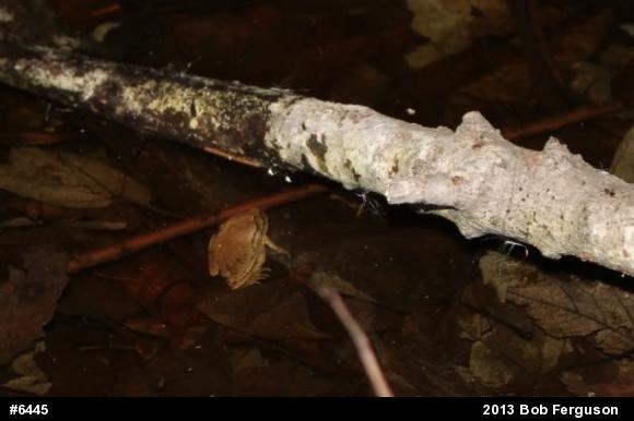 Spring Peeper