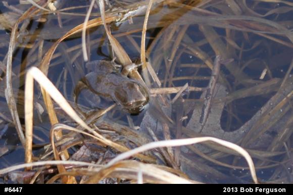Spring Peeper
