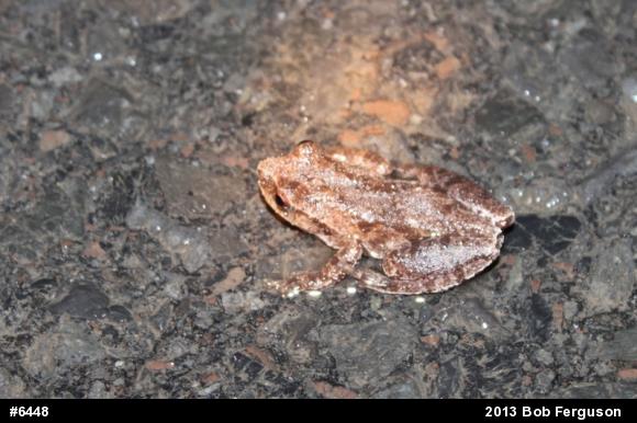 Spring Peeper