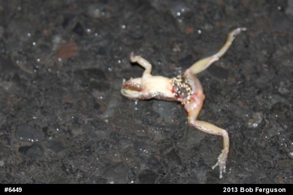 Chorus Frogs