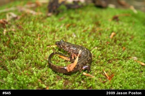 Seal Salamander