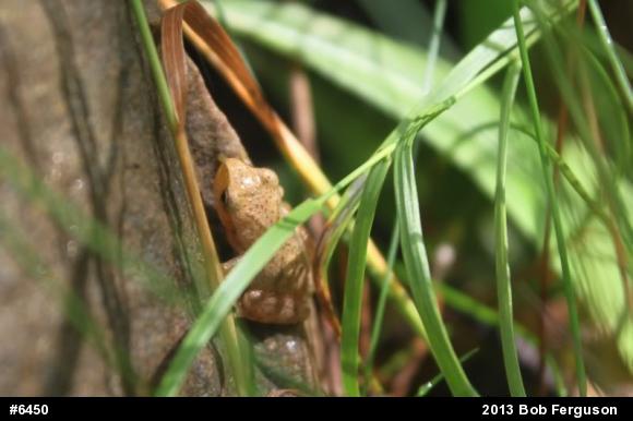 Spring Peeper