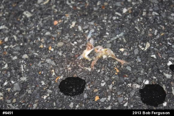 Spring Peeper