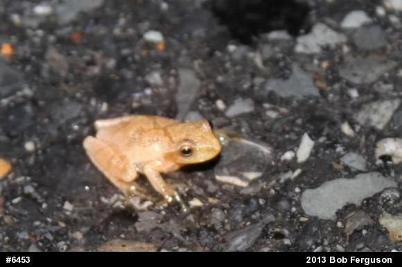 Spring Peeper