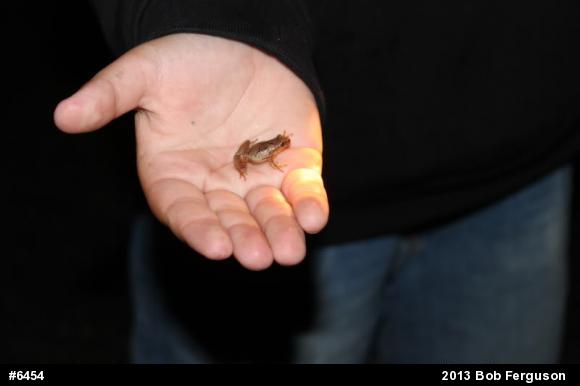 Spring Peeper
