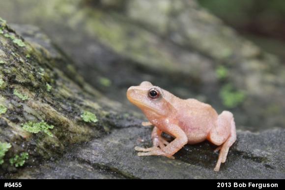 Spring Peeper