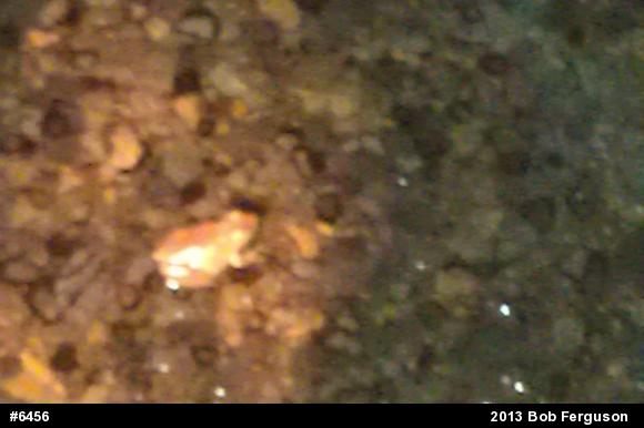 Spring Peeper