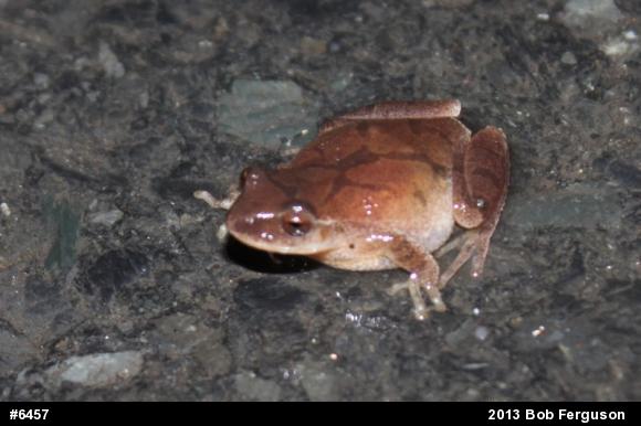 Spring Peeper