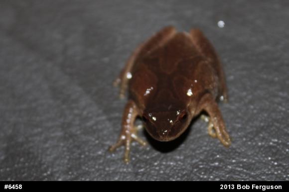 Spring Peeper