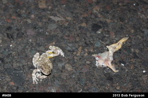 Spring Peeper