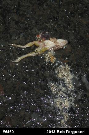 Chorus Frogs