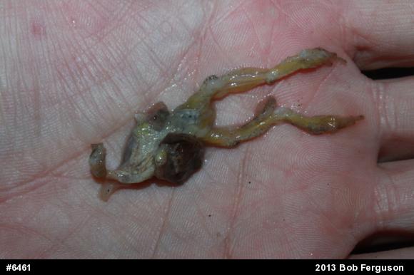 Spring Peeper