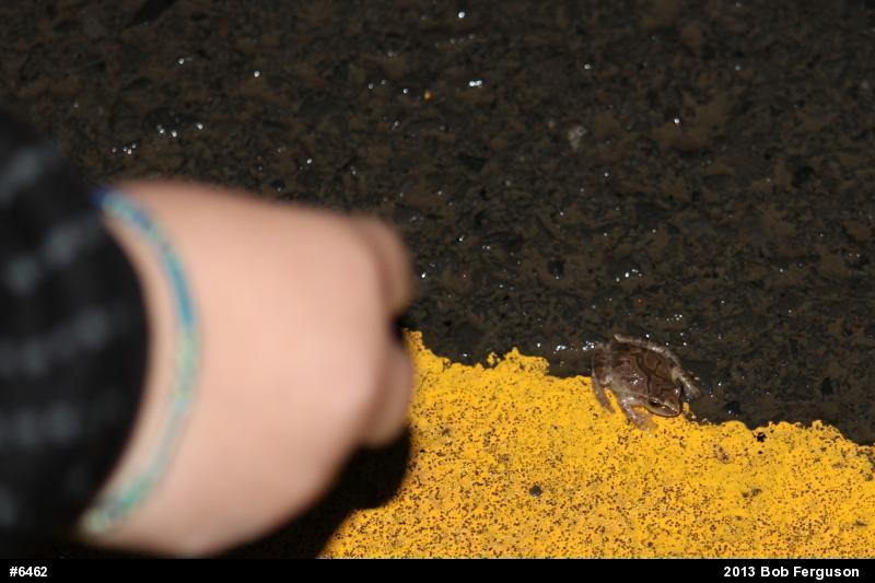 Spring Peeper