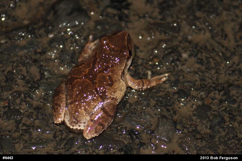 Spring Peeper