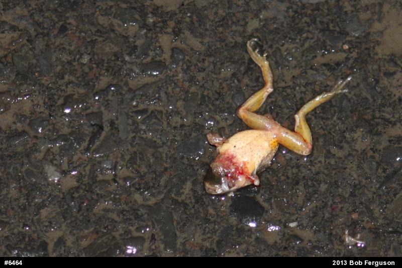 Chorus Frogs