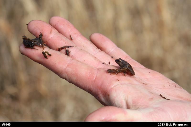 Chorus Frogs