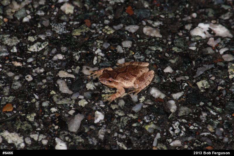 Spring Peeper
