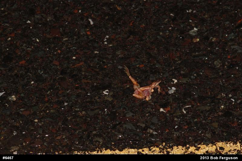 Spring Peeper