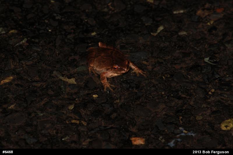 Spring Peeper