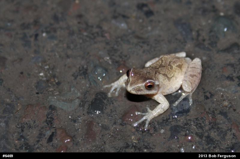 Spring Peeper